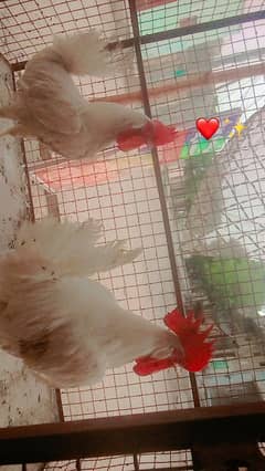 farme morning