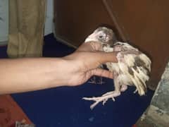 hen shokeen rabta kary