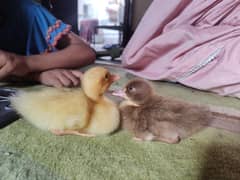 Duck chick's (choty betekh k bechy)