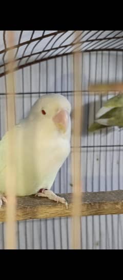 Love bird & Australian pair