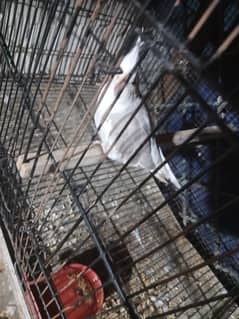 budgie and coctail for sale in lahore