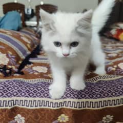 cat white