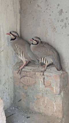 chakoor pair heathy