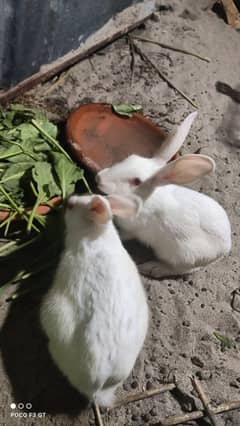 Rabbit