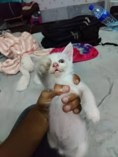 Persian
