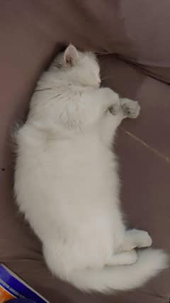 Persian cat white fully vaccinated and trained