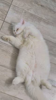 Persian cat white fully vaccinated and trained