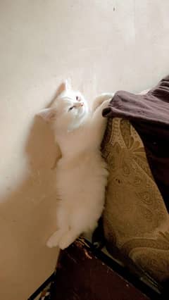 Persian cat white fully vaccinated and trained