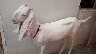 Gulabi Nasal Bakri