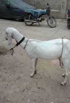 gulabi bakri