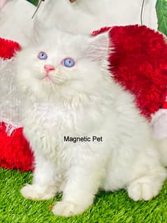 Persian kitten | triple long coated Kittens | Fluffy Kitten For Sale
