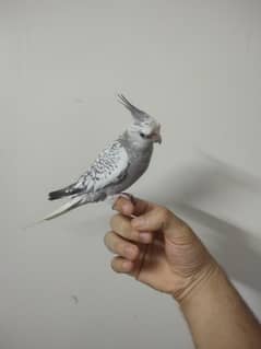 Cockatiel