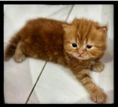 Persian kittens for sale
