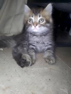 kitten