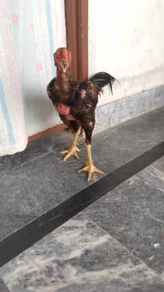 panus pakoya