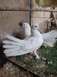 lakha,sherazi and white dove breeder pairs (read description)