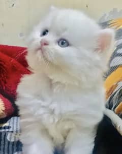 Persian kitten fluffy