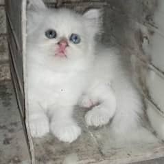 2 month white Persian cats