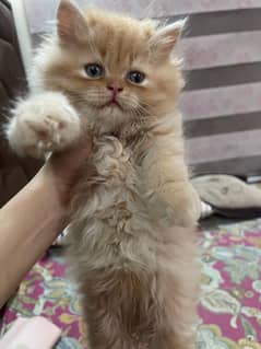 Persian kitten (punch face)