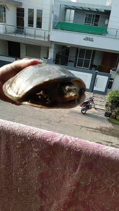 Indian flapshell turtle.
