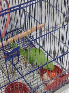 parrot 2 month age