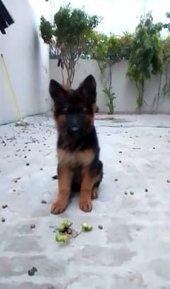 gsd long coat puppy(03071069008)