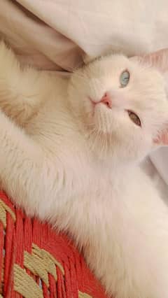 persian cat age 9 months