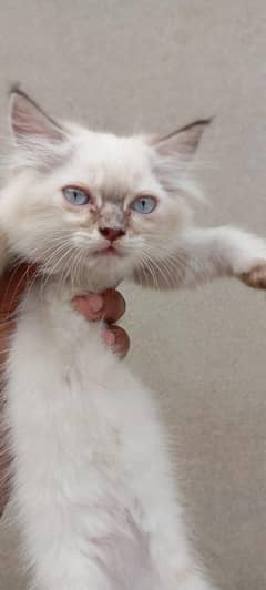 Persian kitten