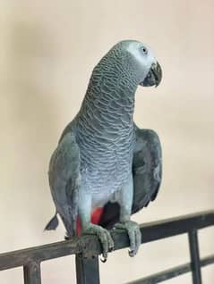African Grey Parrot for sale in good condition