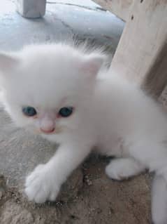Pure Persian Kittens For Sale