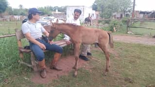 pony horse baby