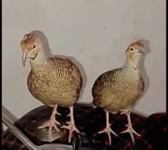 male