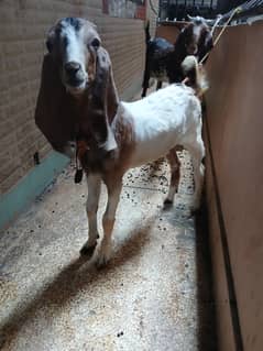 male and female for sale