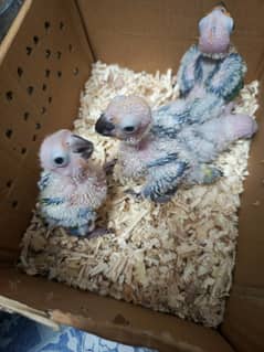 3 Sun Conure chicks 1 pineapple conure chick