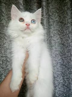 Persian kittens looking for a new home. . .