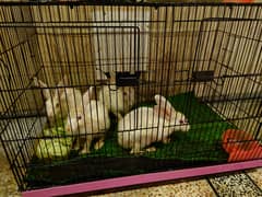 Red Eye Albino Rabbits with Cage