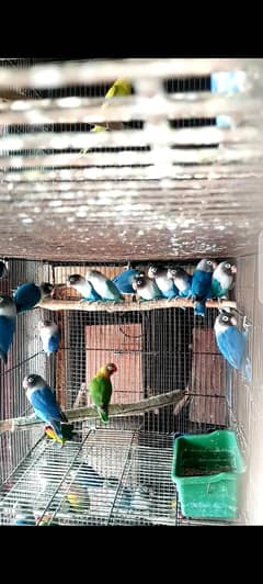 lovebirds