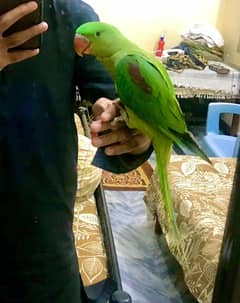 Kashmeri raw baby