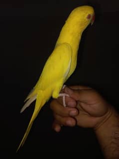 Yellow Ringneck