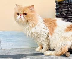 cat stud / breeding service