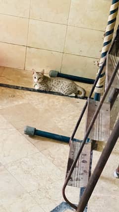 stray cat for adoption in gujranwala