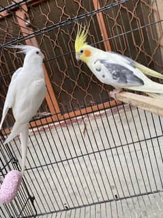 Love birds + coctail + 7 cage 4 box 6 doliya