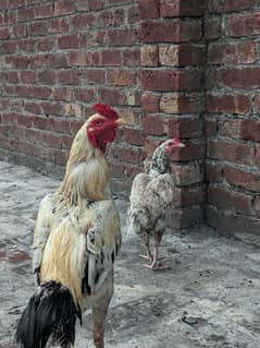 Mianwali Aseel Murga And Female Adult Pair