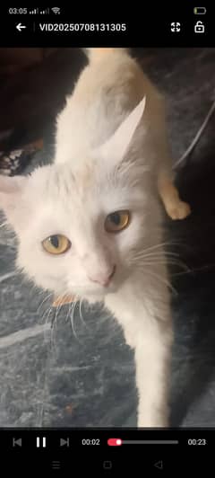 persian 2 yellow eyes cat