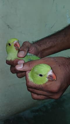 handfeed 2 bachy sabaz ky dono male
