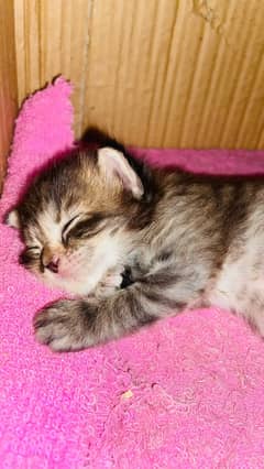 Persian female kittens available for sale