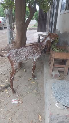 Makhi cheni bakri
