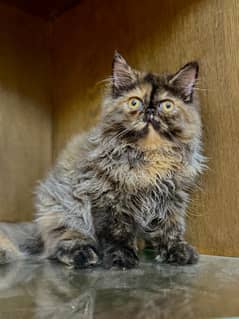 Peki Persian Kitten