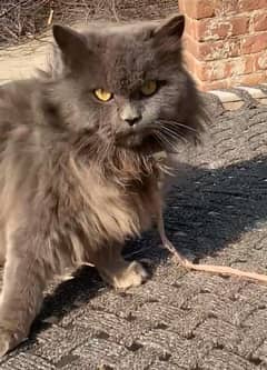 Royal gray females for sale