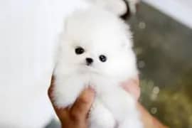 pomeranian puppies 2 month age
